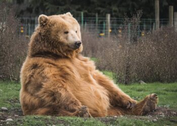 A brown bear sitting in a field