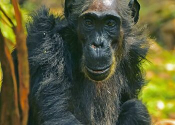 Image credits: Gogo Chimpanzee Project.