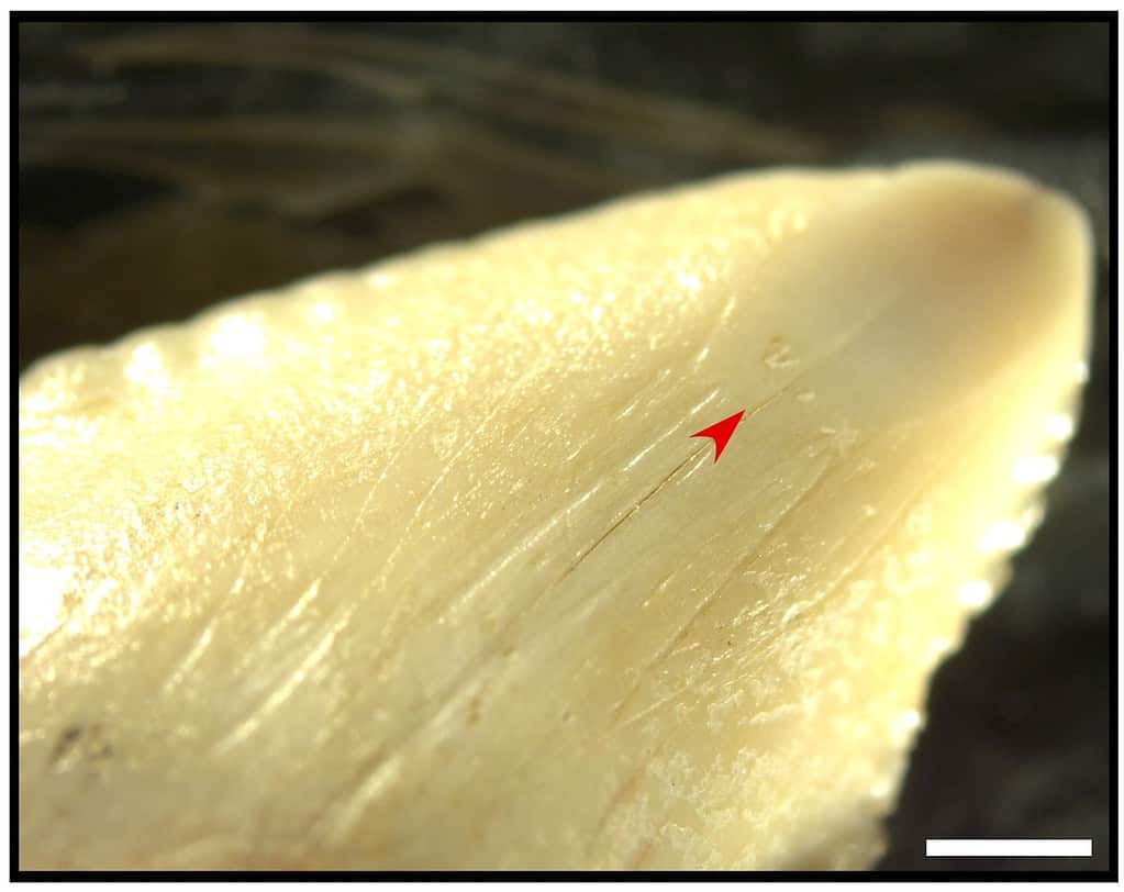 Scratches and a ground section on the tip of the Leang Panninge shark tooth indicate its use by people 7,000 years ago. M.C. Langley
