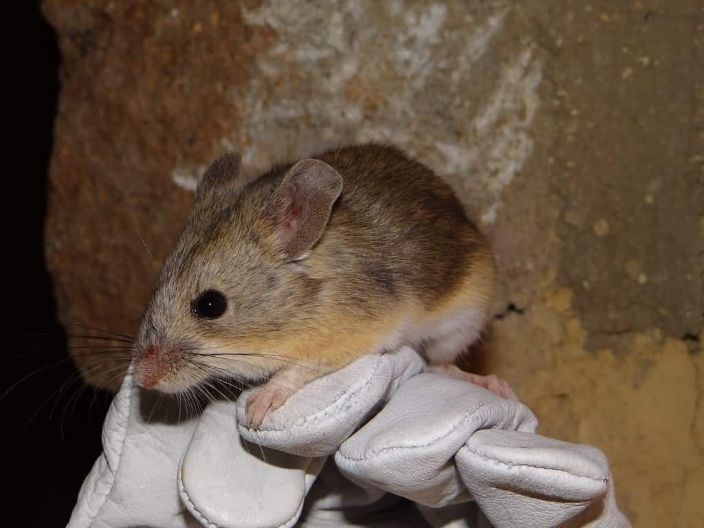 Phyllotis vaccarum mouse