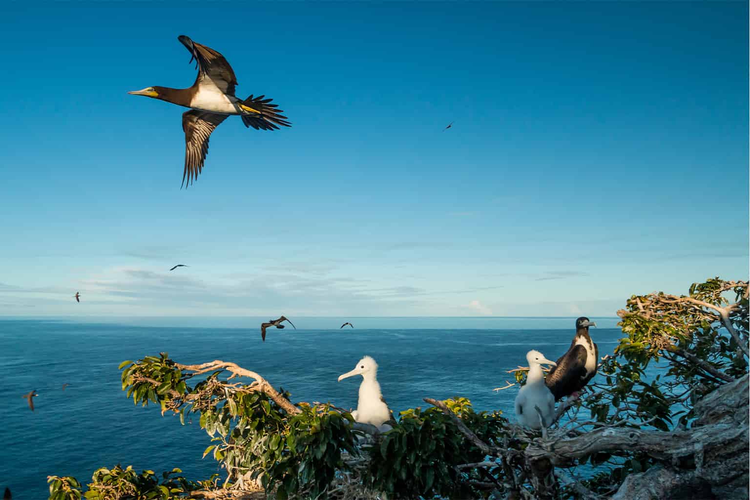 Seabirds nesting on Redonda Island. Image © Ed Marshall / Fauna & Flora.