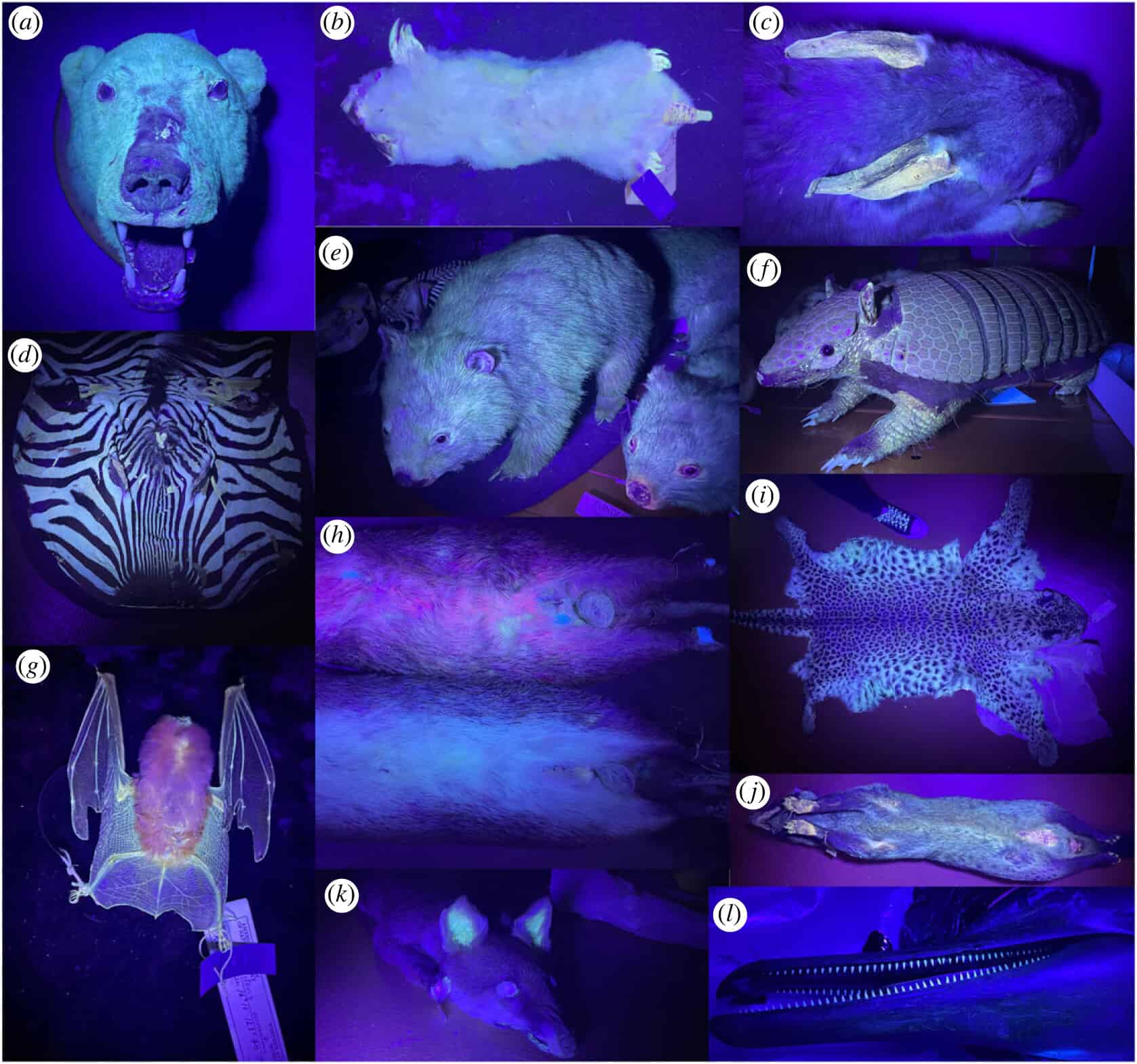 I mammiferi fluorescenti sono più comuni di quanto pensassimo, anche i gatti lo fanno