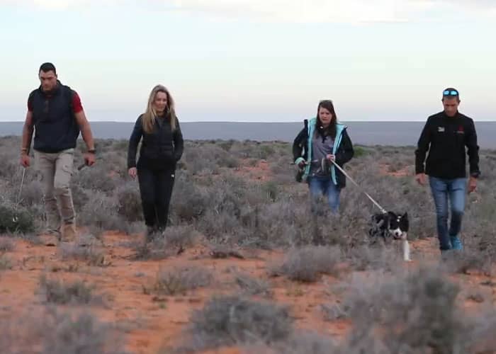 Researchers scour the landscape for signs of the golden mole with the help of a trusty sniffer dog. Credit: De Winton's Golden Mole. (Photo by JP Le Roux).