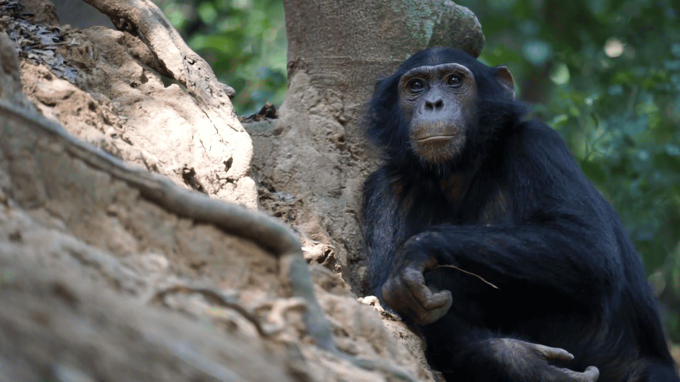 Шимпанзе ловит жуков на дереве.