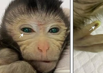 World's first alive chimeric monkey.