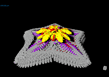 Micro-CT scan of sea star showing the skeleton (grey), digestive system (yellow), nervous system (blue), muscles (red) and water vascular system (purple). Image credits: University of Southampton.