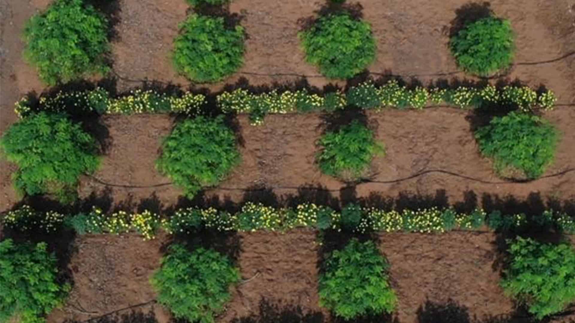 Aerial view of a farm in Tamil Nadu where Marigold flowers are grown alongside moringa trees. 