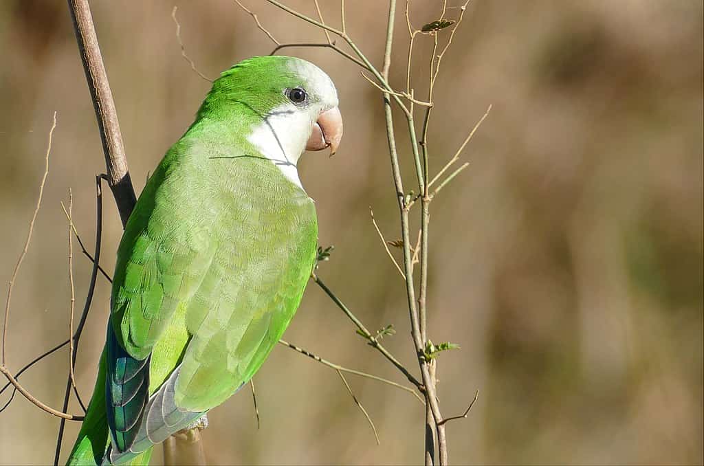 A wild monk parakeet