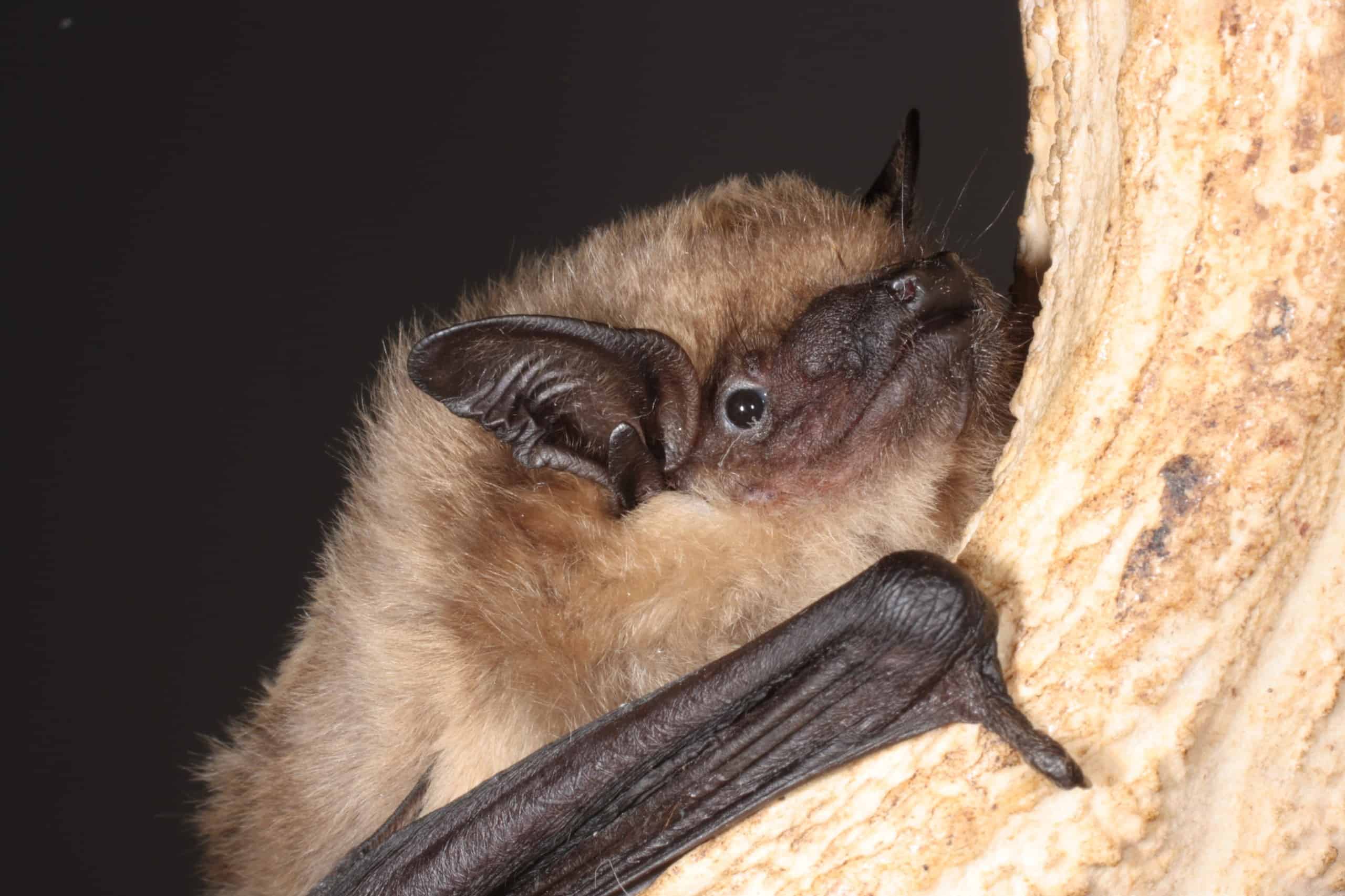 The serotine bat