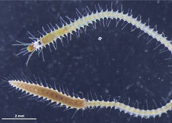 A mature sea worm with a developing female stolon. Image credits: Nakamura et al.