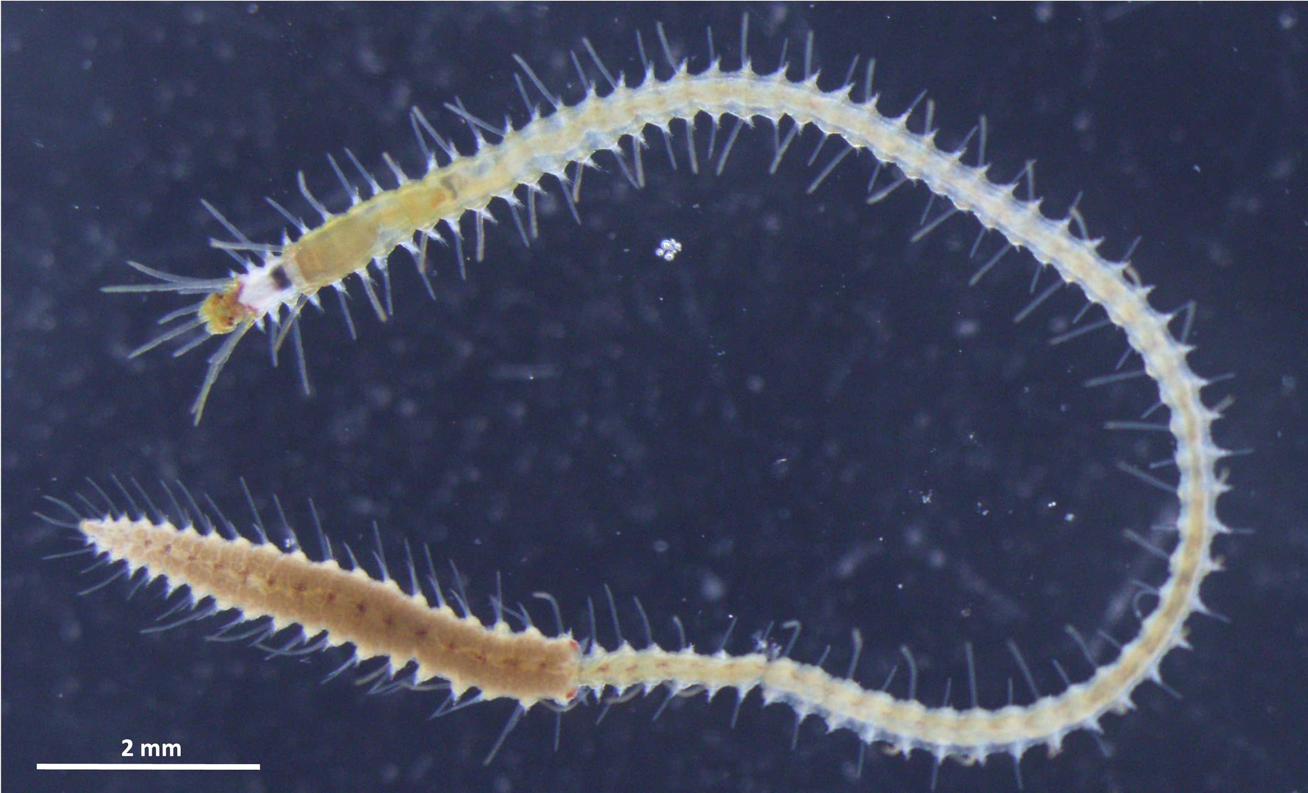 The Japanese sea worm Megasyllis nipponica