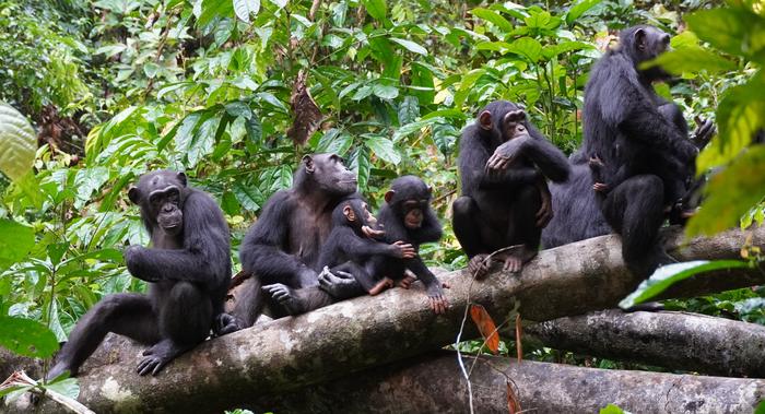 Tai chimpanzees attentively listening to other chimpanzees from a rival group heard at some distance.

