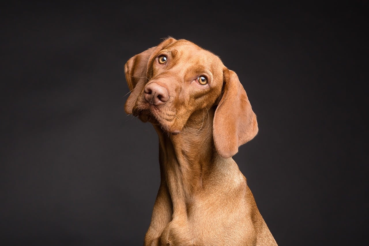 Closeup of dog portrait