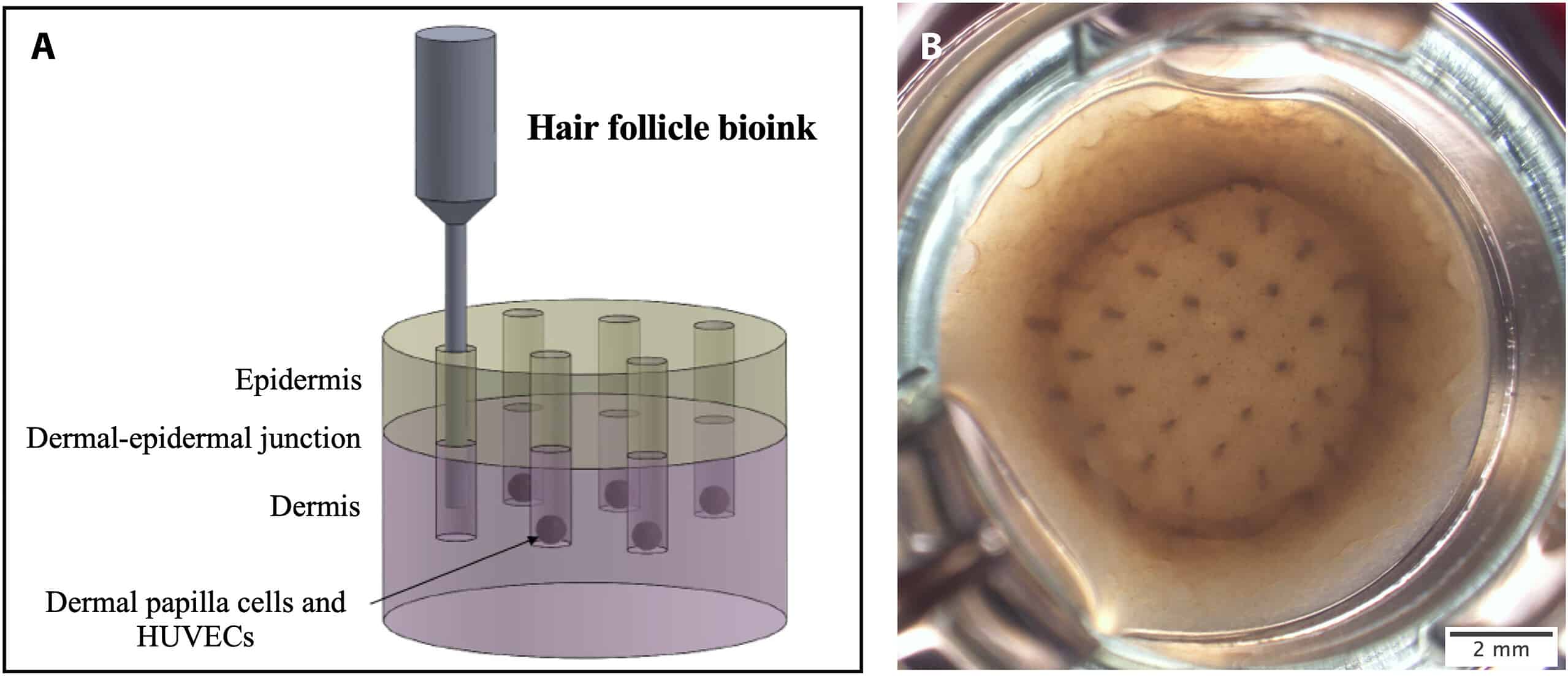 (A) Schematic of the strategy for printing hair follicle structures within the reconstructed skin models. (B) Live image of representative skin model in culture at day 2.