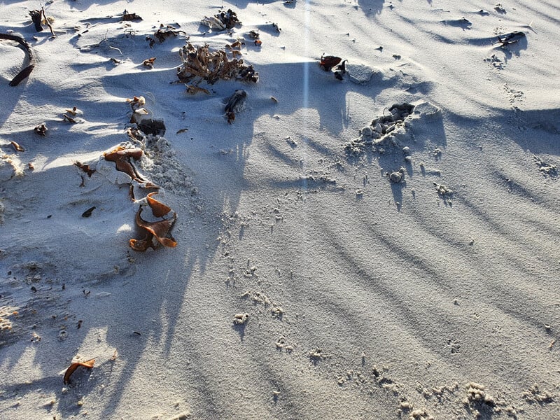 Traces in the sand from burrowing golden moles. (Photo by JP Le Roux)

