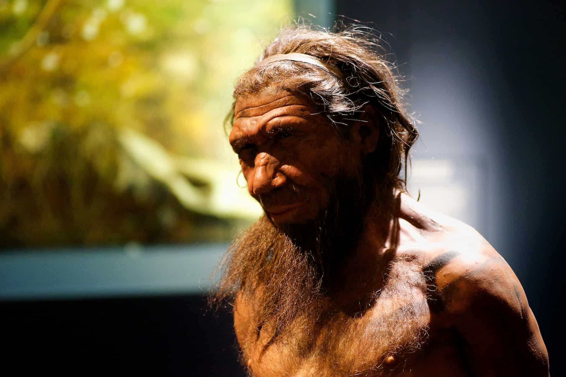 Museum rendering of a neanderthal.