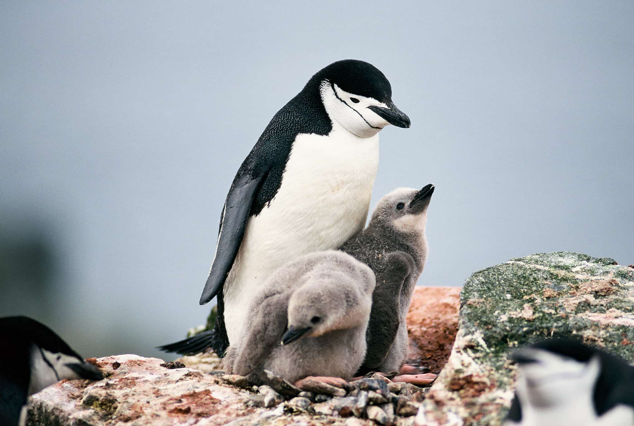 Microsleeping penguins nap hundreds of occasions a day