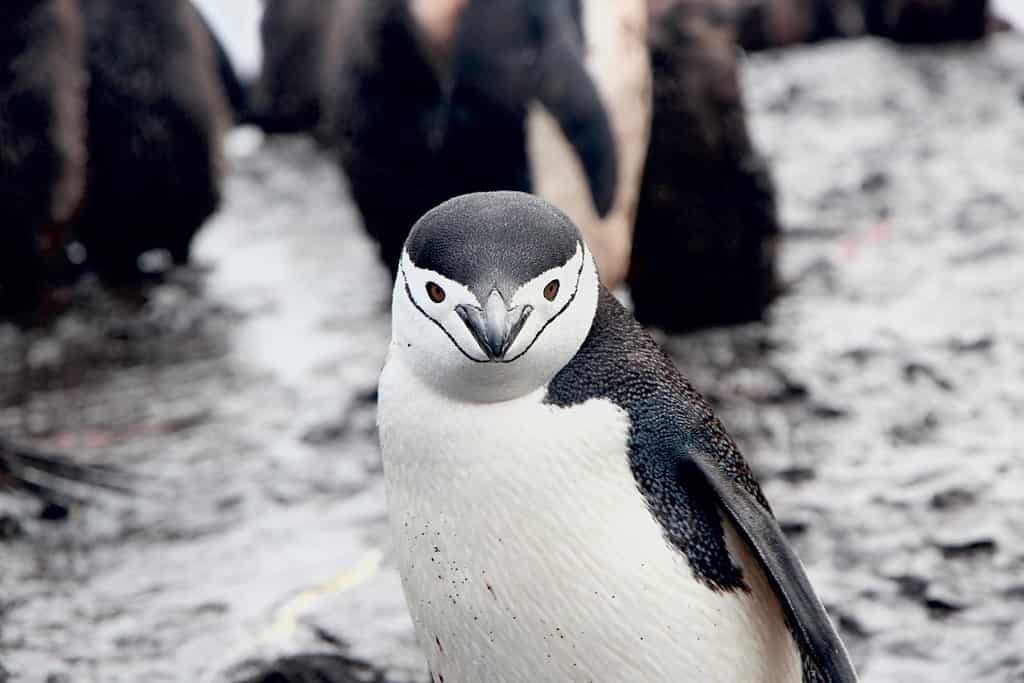 A chinstrap penguin