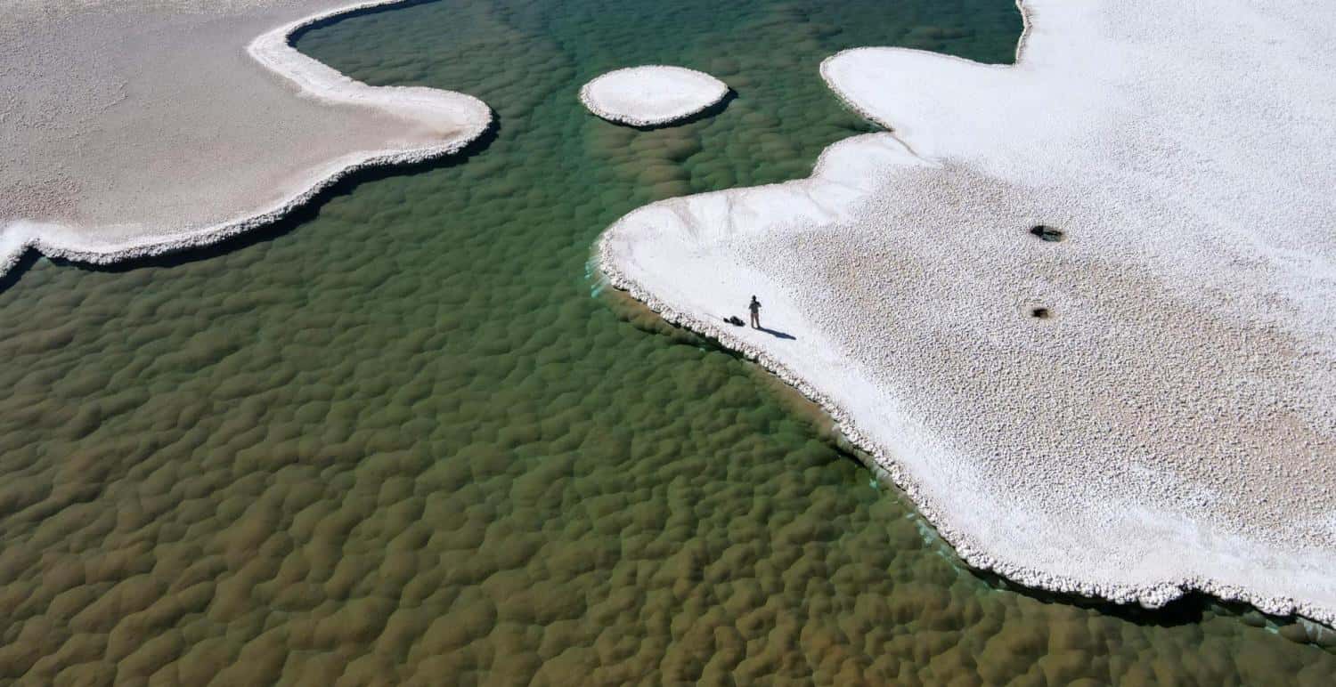 Green mounds of stromatolites flourish at the bottom of a lagoon in Argentina's Puna de Atacama