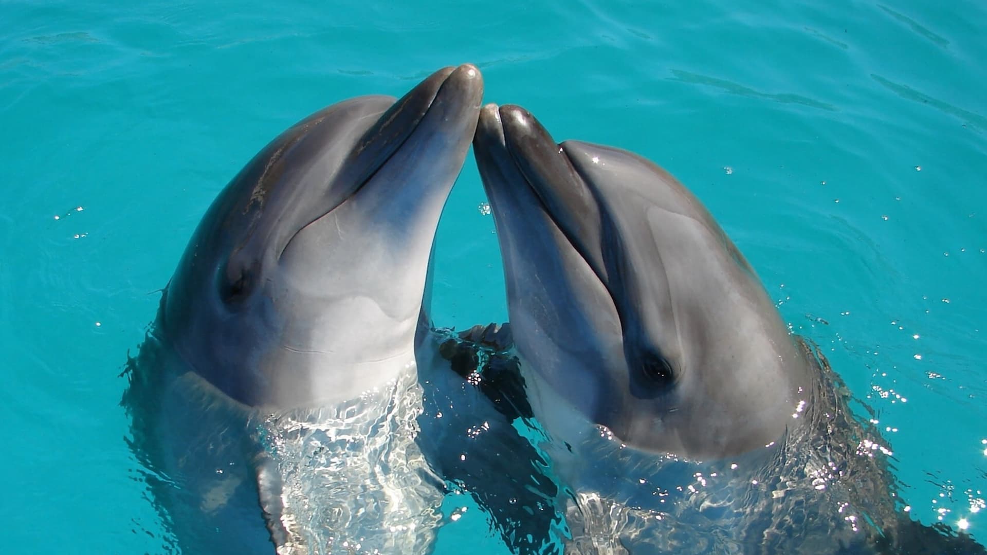 A pair of bottlenose dolphins.