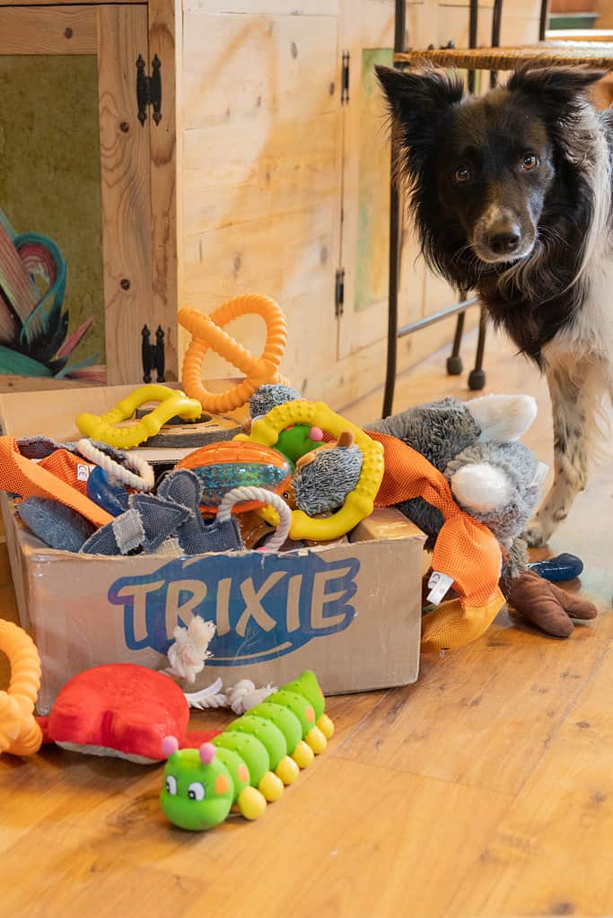 Gani (Ganeshani), 5 -year-old, female, Border Collie from Colorado, USA, knows the names of over 100 toys. Credit: Cathy Proenza