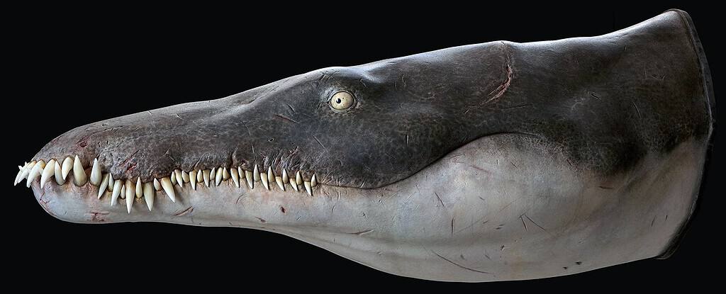reconstruction of the head and jaws of Lorrainosaurus pliosaur