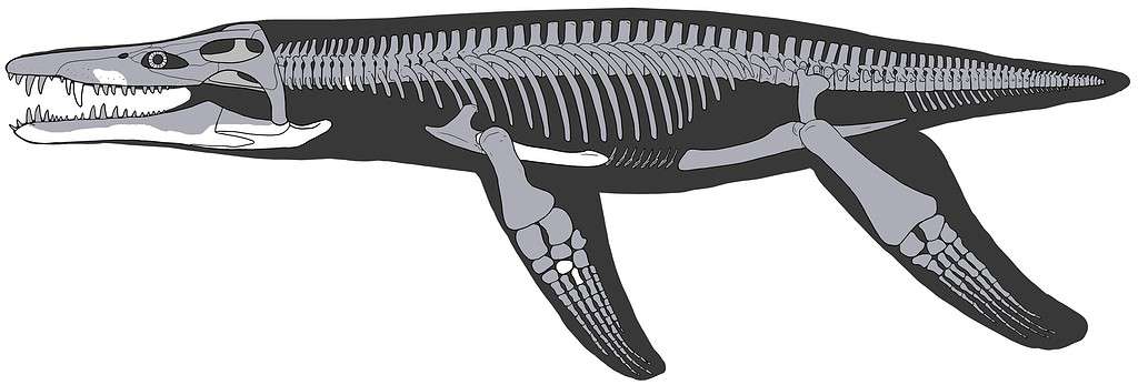 skeleton structure of Lorrainosaurus