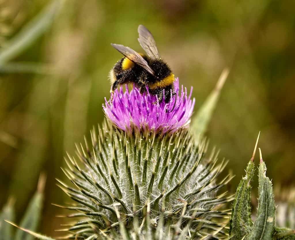 Bumblebees are covered by small and fine hair-like structures all over their bodies.
