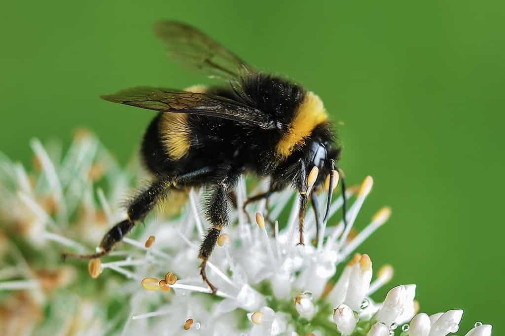 Bumblebees are foragers.