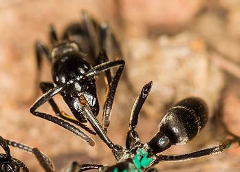 A Matabele ant tends to the wound of a fellow ant whose legs were bitten off in a fight with termites. Image credits: Erik Frank / University of Wuerzburg.