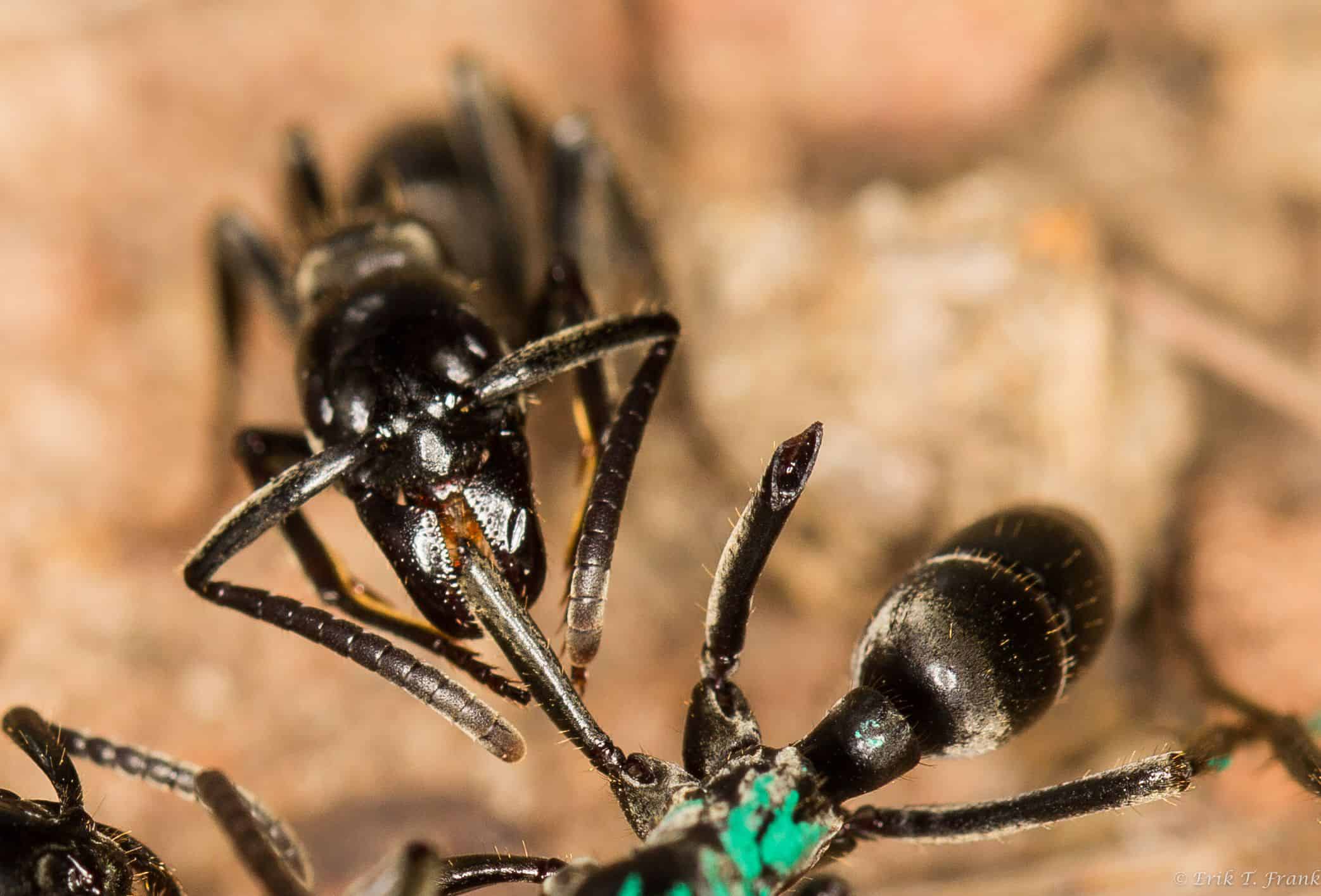A Matabele ant tends the wound of a fellow ant whose legs were bitten off in a fight with termites