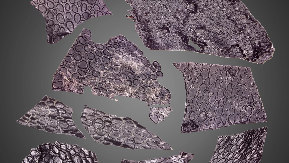 Oldest fossilized skin under a microscope