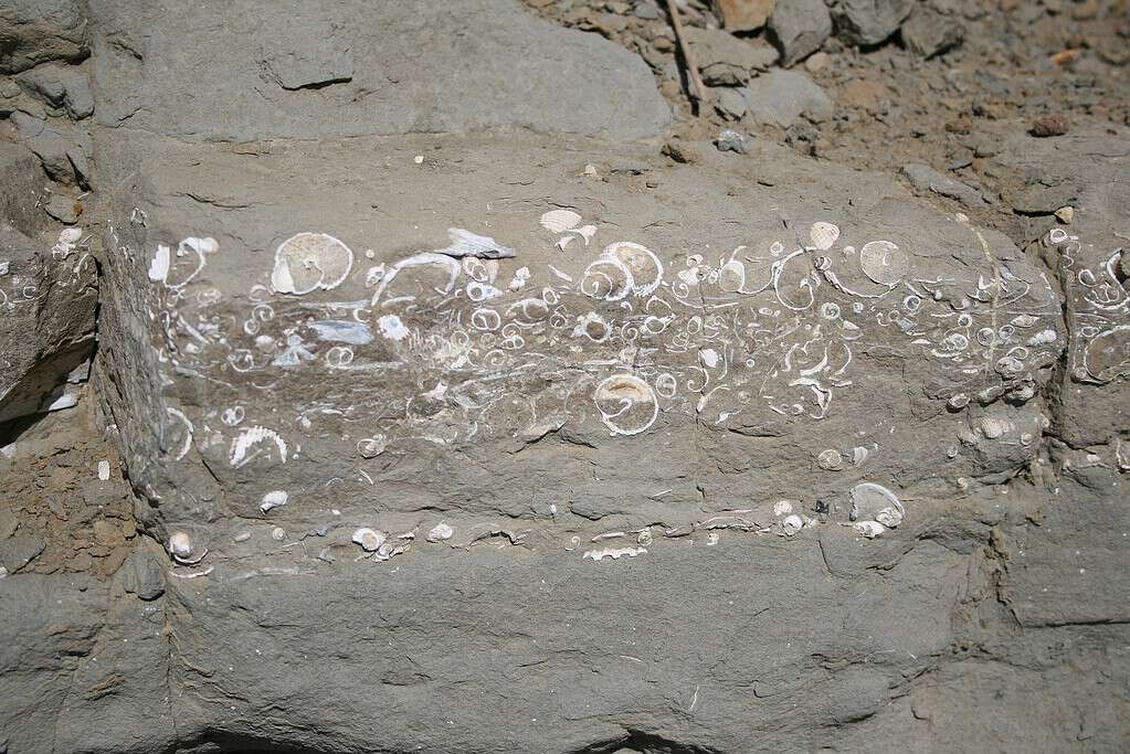 Sedimentary rocks can also be fossil-rich
