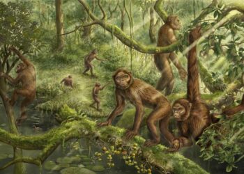 Reconstruction of the locomotor behavior and paleoenvironment of Lufengpithecus.  Image courtesy of Xijun Ni, Institute of Vertebrate Paleontology and Paleoanthropology, Chinese Academy of Sciences.
