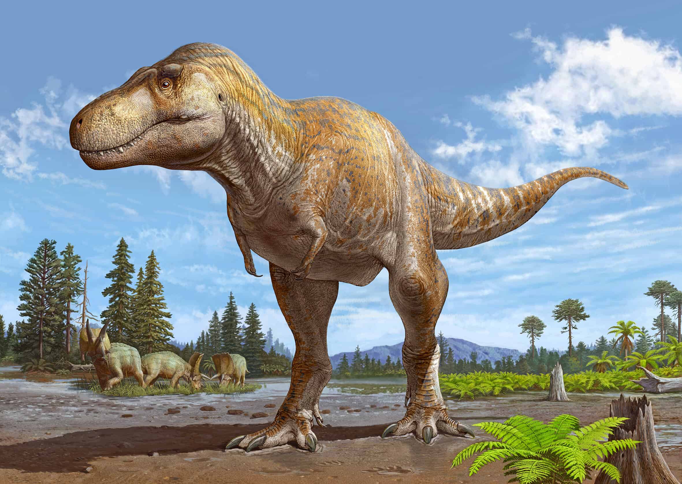 Artist impression of Tyrannosaurus mcraeensis. 