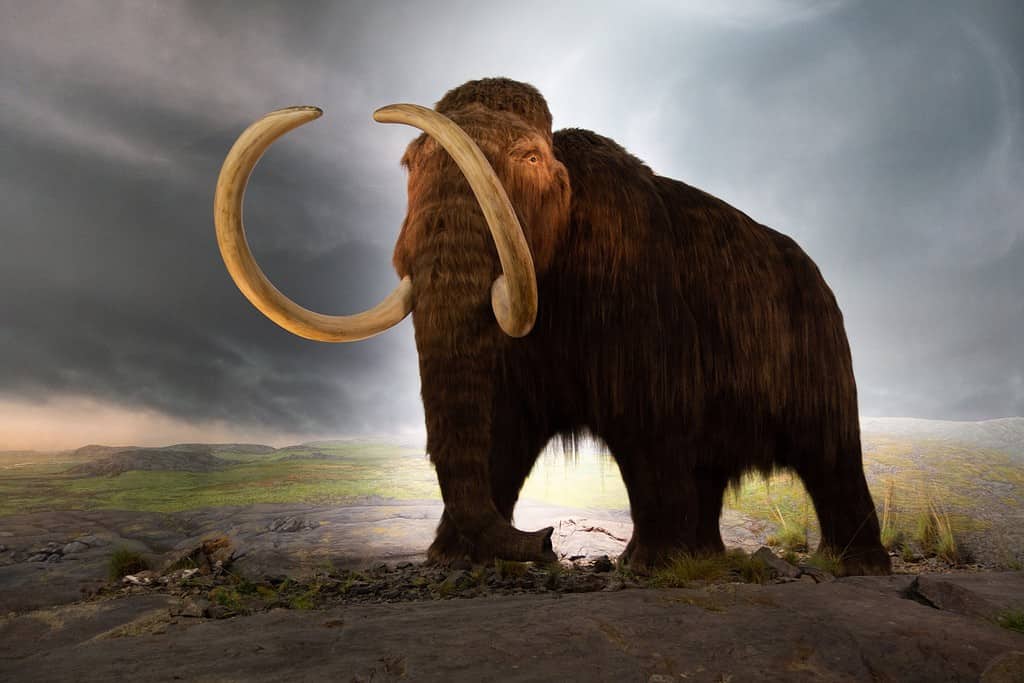 Woolly mammoth at the Royal Victoria Museum, Victoria, British Columbia, Canada, via Wikimedia Commons. 