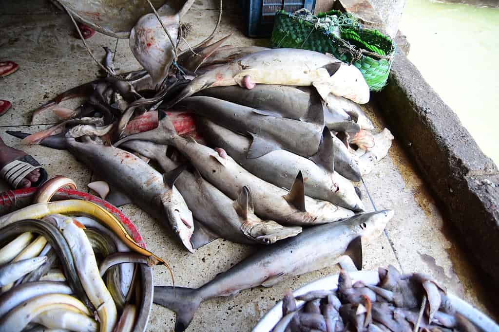 A fish market in Bangladesh. 
