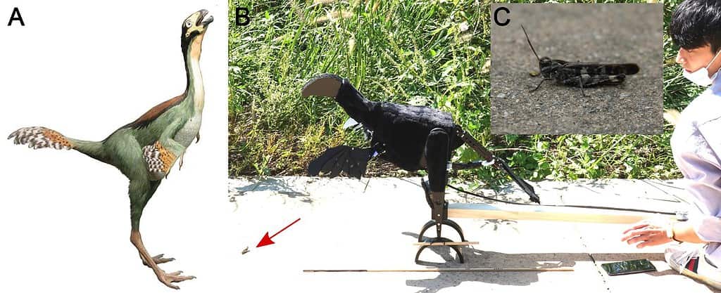 (A) Reconstructed Caudipteryx Christophe Hendrickx. (B) Robopteryx, imitating the morphology of Caudipteryx, positioned in front of a grasshopper in the field (marked by a red arrow). (C) Grasshopper tested in the experiments. Credit: P.G. Jablonski, Jinseok Park.