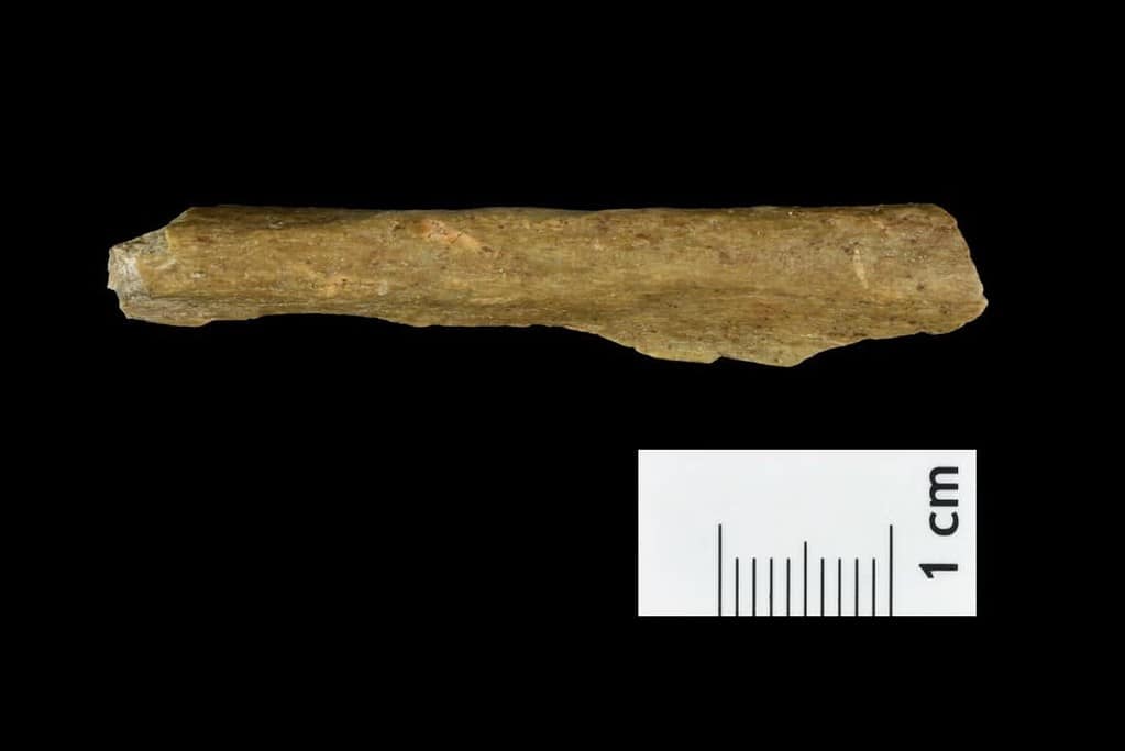  Human bone fragment from the new excavations at Ranis.

