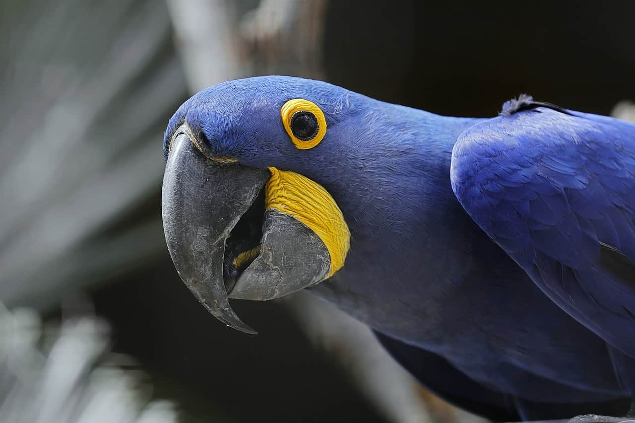 Picture of parrot