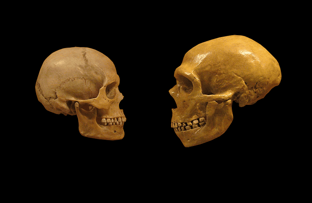 A human and neanderthal skull