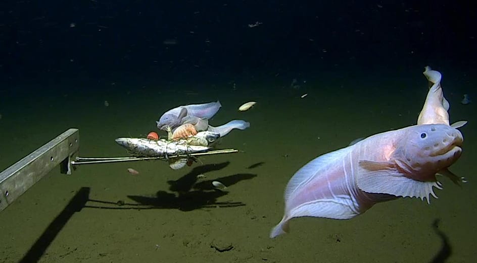 snailfish from the depths