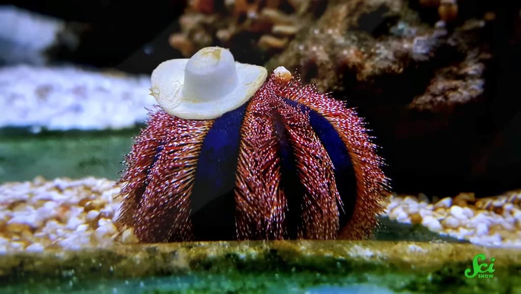 sea urchin hats