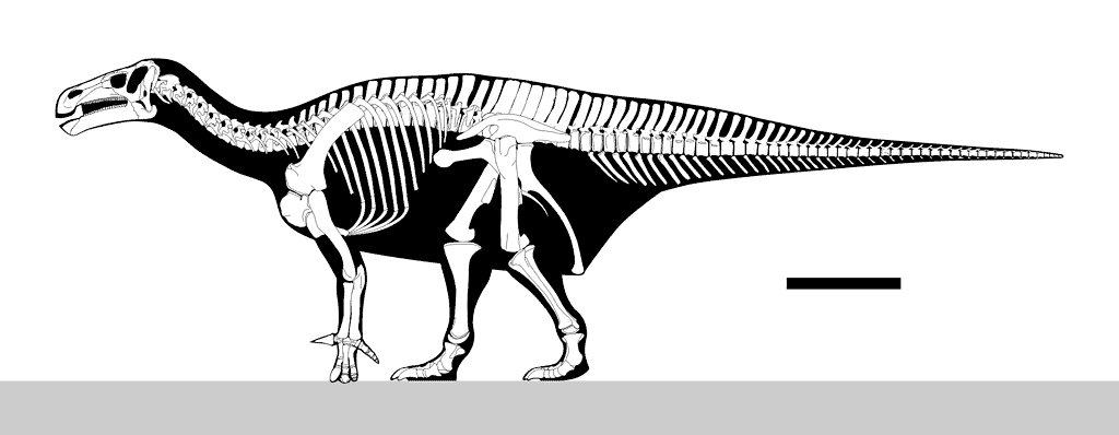 Skeletal reconstruction of Iguanodon bernissartensis