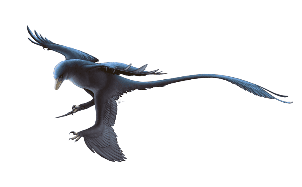 Artist's recreation of Microraptor
