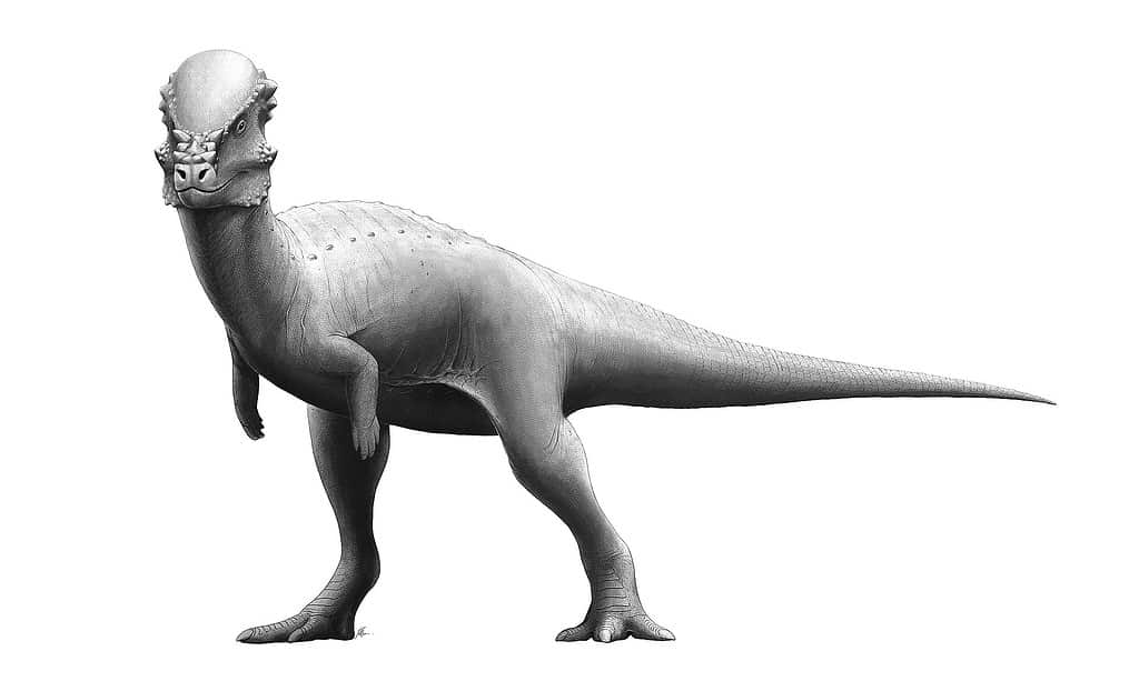 Artist's recreation of Pachycephalosaurus, credit: Fred Wierum/Wikimedia Commons