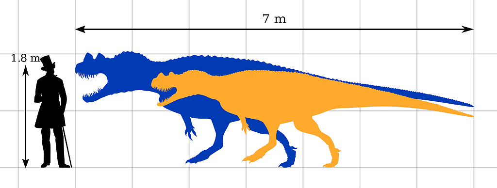 C. nasicornis specimens human size comparison
