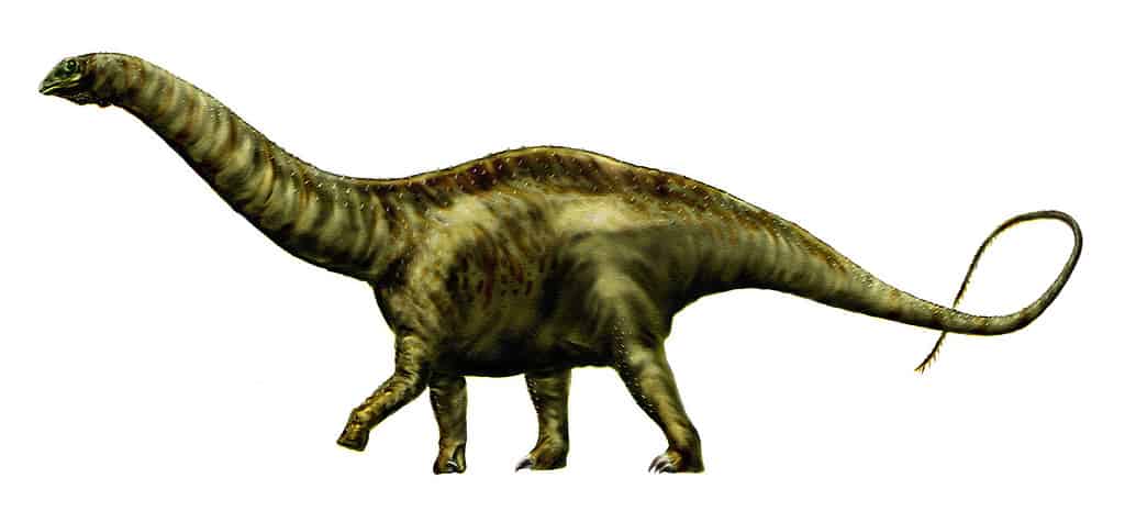 Artist's recreation of Apatosaurus. Credit: Durbed/Wikimedia Commons.
