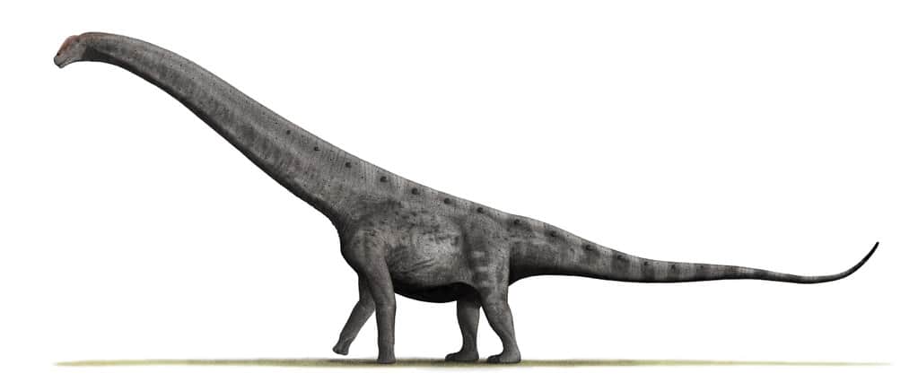 Artist's recreation of Argentinosaurus