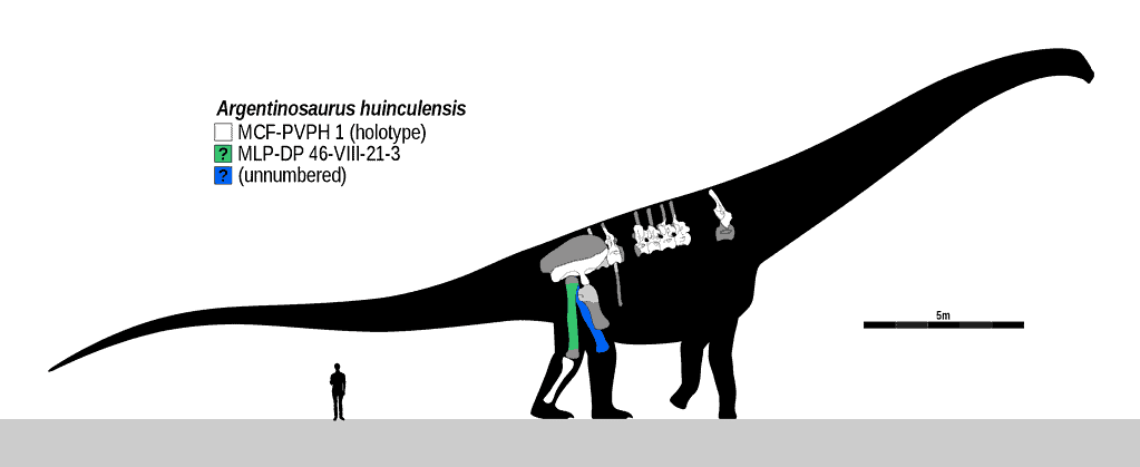 Argentinosaurus holotype